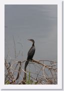 08AkageraAllDayGameDrive - 062 * Long-tailed Cormorant.